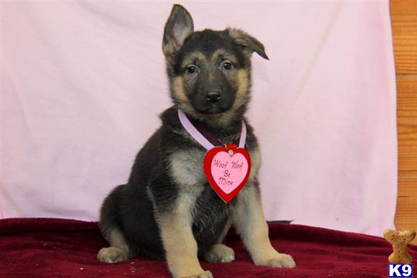 mypups4ever Picture 2